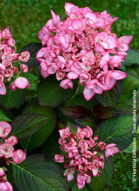 © Hortival Diffusion - Tous droits réservés