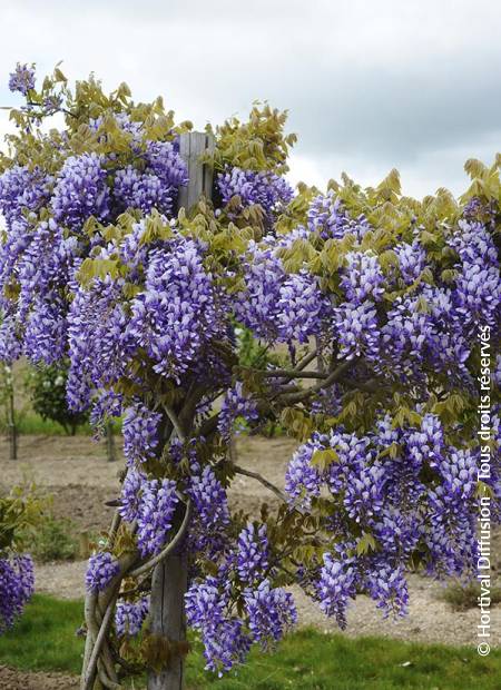 © Hortival Diffusion - Tous droits réservés