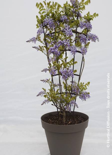 © Hortival Diffusion - Tous droits réservés