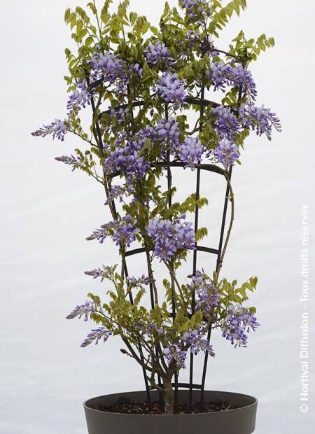 © Hortival Diffusion - Tous droits réservés