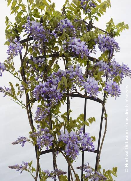 © Hortival Diffusion - Tous droits réservés