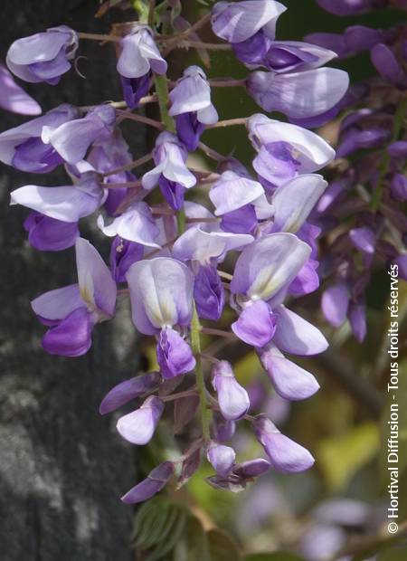 © Hortival Diffusion - Tous droits réservés