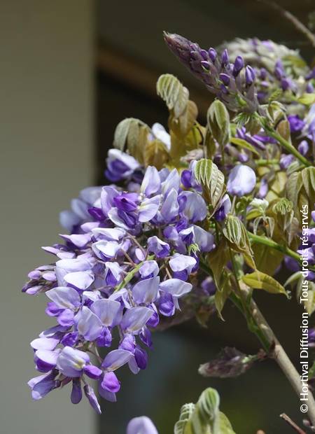 © Hortival Diffusion - Tous droits réservés