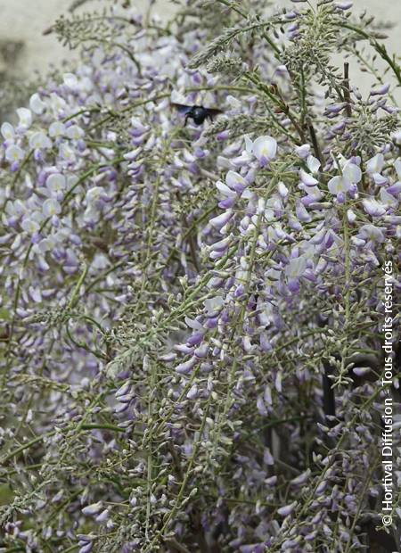 © Hortival Diffusion - Tous droits réservés