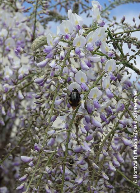 © Hortival Diffusion - Tous droits réservés