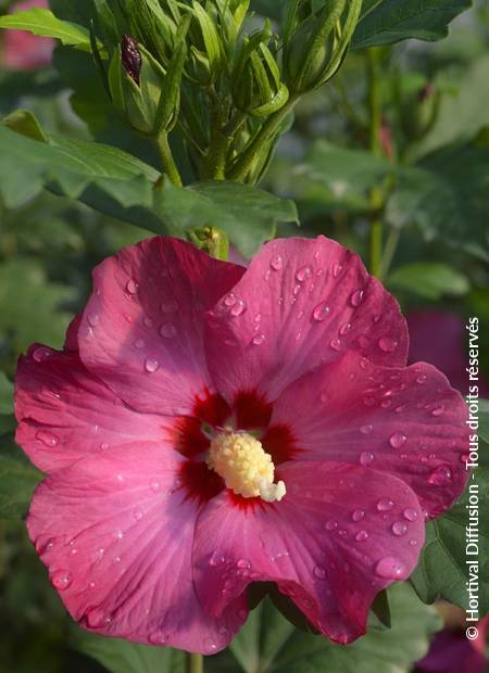 © Hortival Diffusion - Tous droits réservés