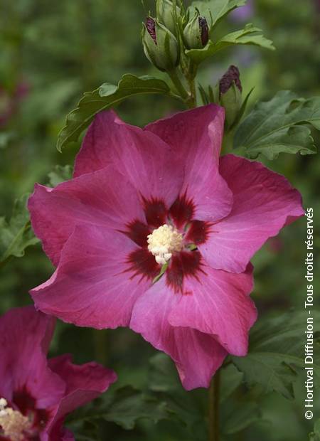 © Hortival Diffusion - Tous droits réservés