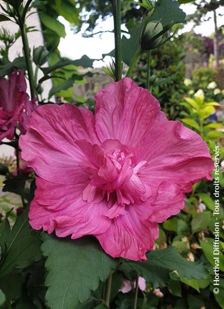 © Hortival Diffusion - Tous droits réservés