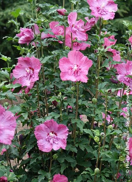 © Hortival Diffusion - Tous droits réservés