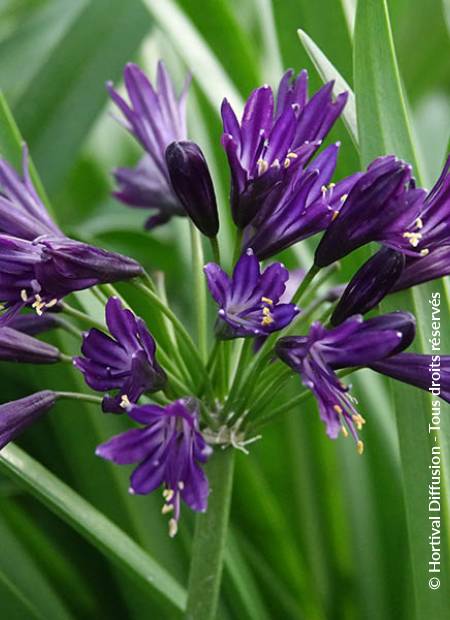 © Hortival Diffusion - Tous droits réservés