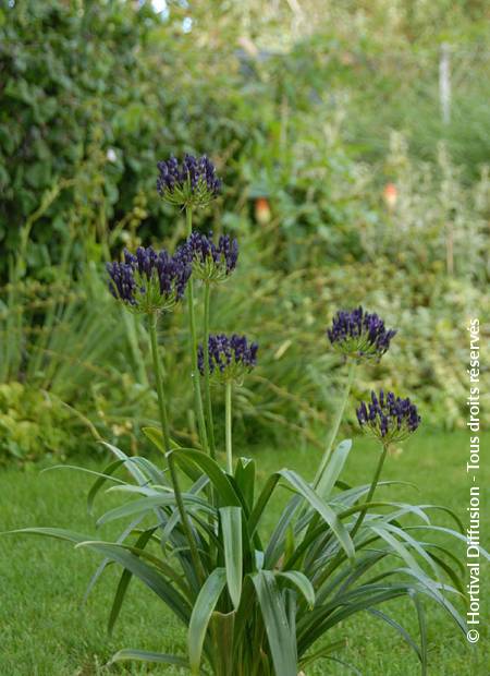 © Hortival Diffusion - Tous droits réservés