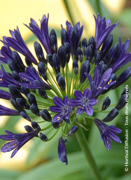 © Hortival Diffusion - Tous droits réservés