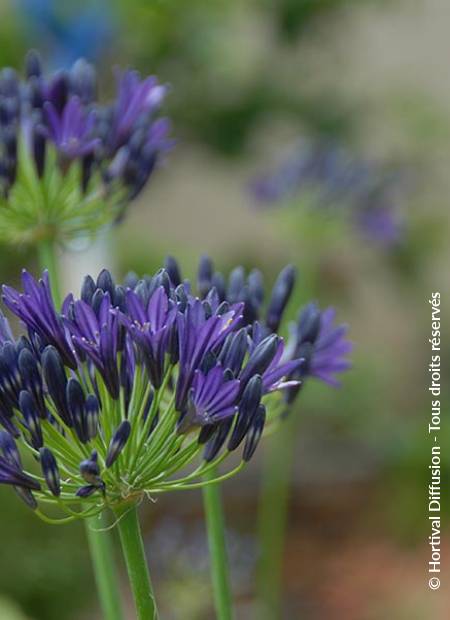 © Hortival Diffusion - Tous droits réservés