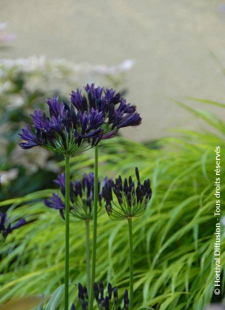 © Hortival Diffusion - Tous droits réservés