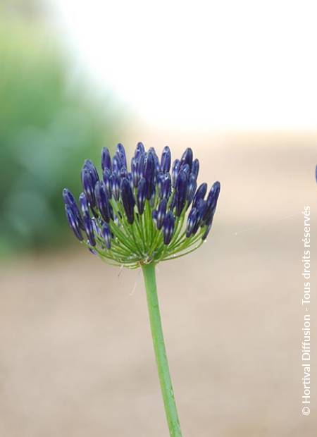 © Hortival Diffusion - Tous droits réservés