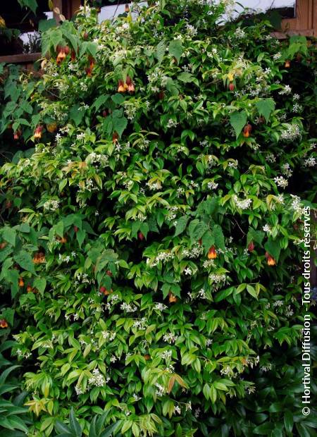 © Hortival Diffusion - Tous droits réservés