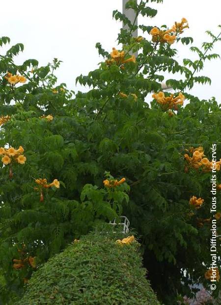 © Hortival Diffusion - Tous droits réservés