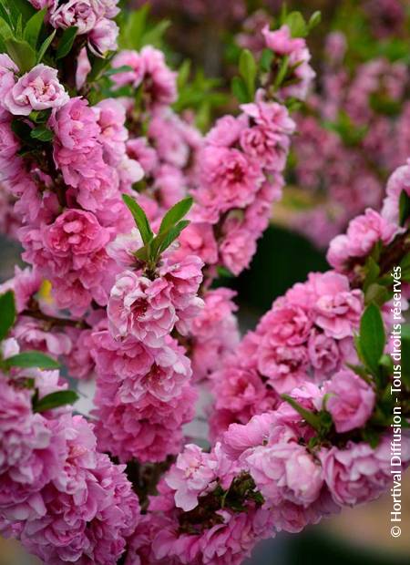 © Hortival Diffusion - Tous droits réservés