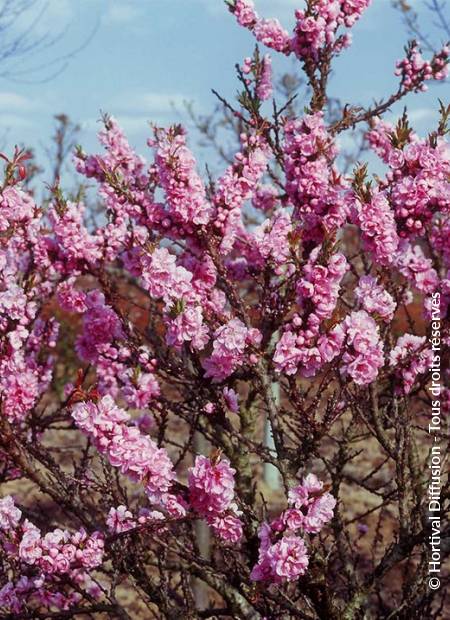 © Hortival Diffusion - Tous droits réservés