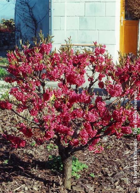 © Hortival Diffusion - Tous droits réservés