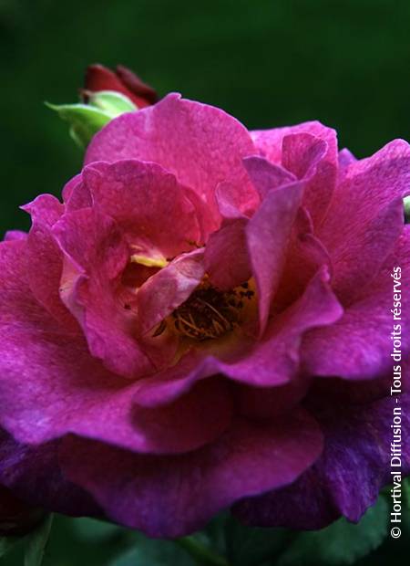 © Hortival Diffusion - Tous droits réservés