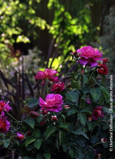 © Hortival Diffusion - Tous droits réservés