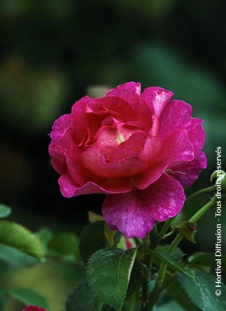 © Hortival Diffusion - Tous droits réservés