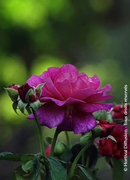 © Hortival Diffusion - Tous droits réservés