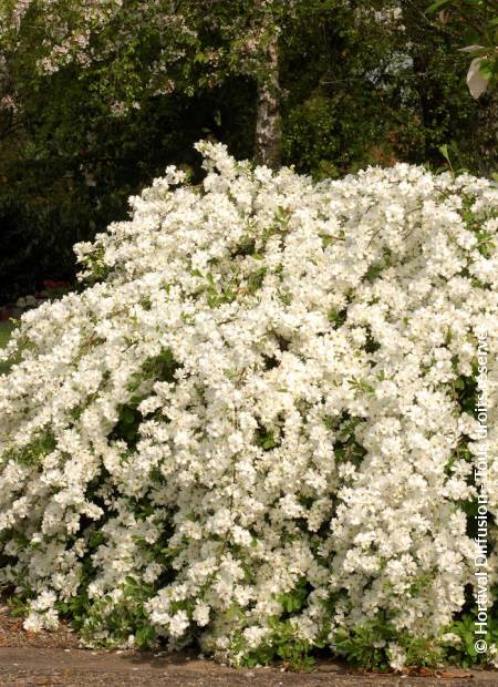 © Hortival Diffusion - Tous droits réservés