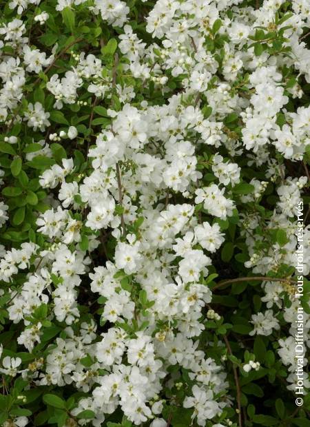 © Hortival Diffusion - Tous droits réservés