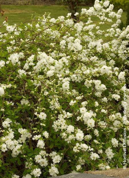 © Hortival Diffusion - Tous droits réservés