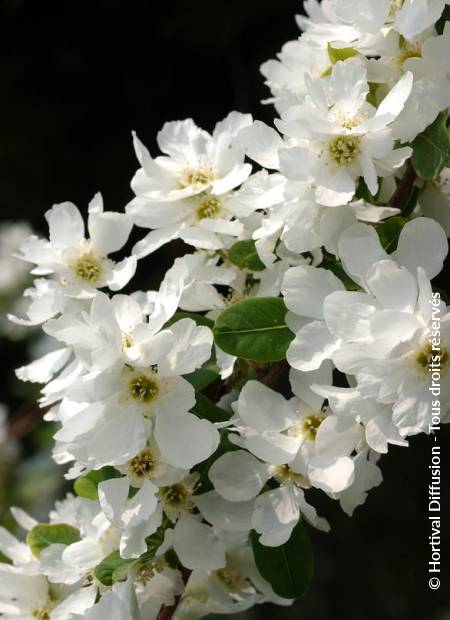 © Hortival Diffusion - Tous droits réservés