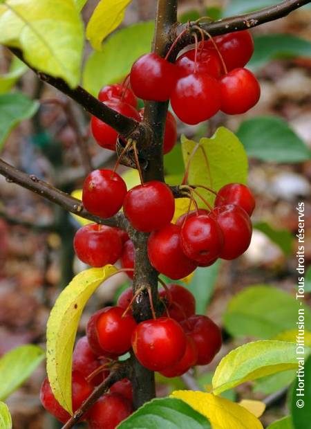 © Hortival Diffusion - Tous droits réservés