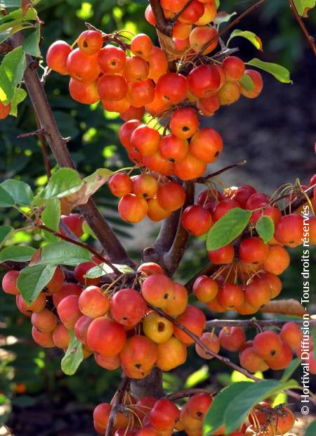 © Hortival Diffusion - Tous droits réservés