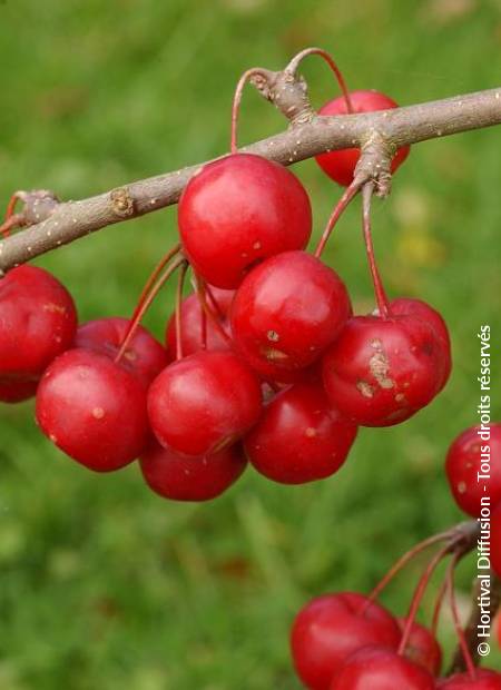 © Hortival Diffusion - Tous droits réservés