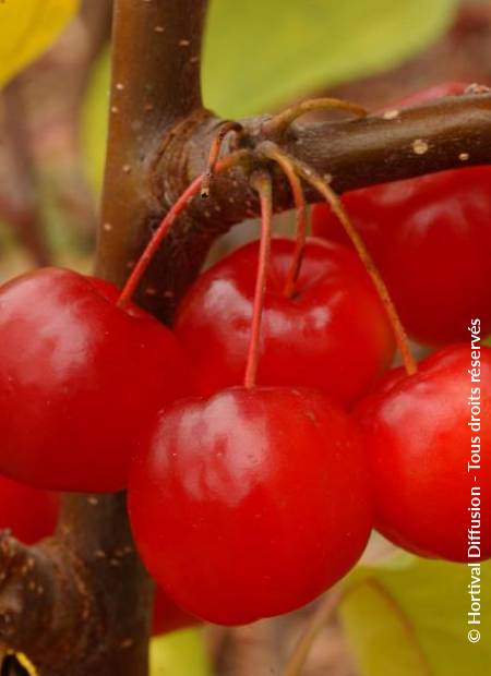 © Hortival Diffusion - Tous droits réservés