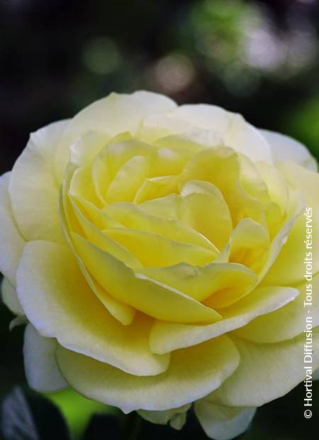 © Hortival Diffusion - Tous droits réservés