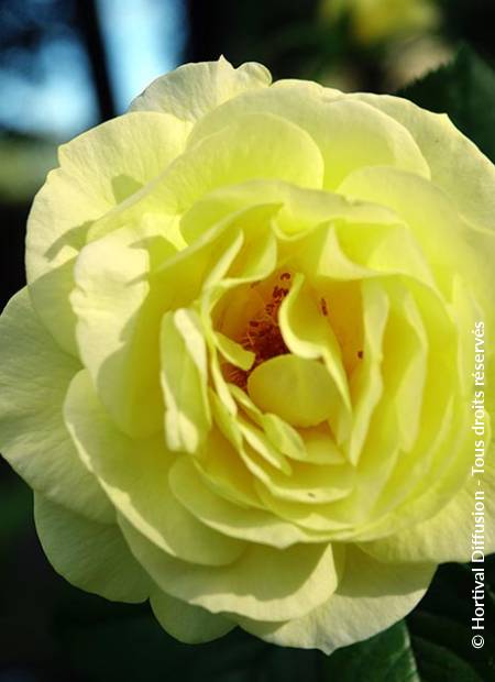 © Hortival Diffusion - Tous droits réservés