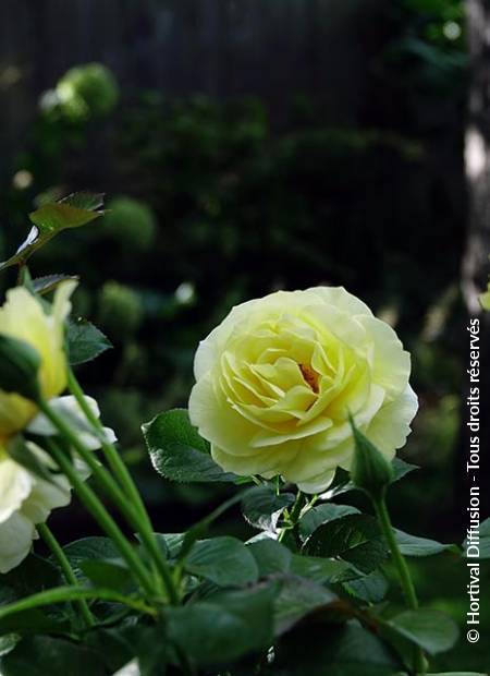 © Hortival Diffusion - Tous droits réservés