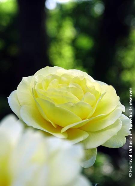 © Hortival Diffusion - Tous droits réservés