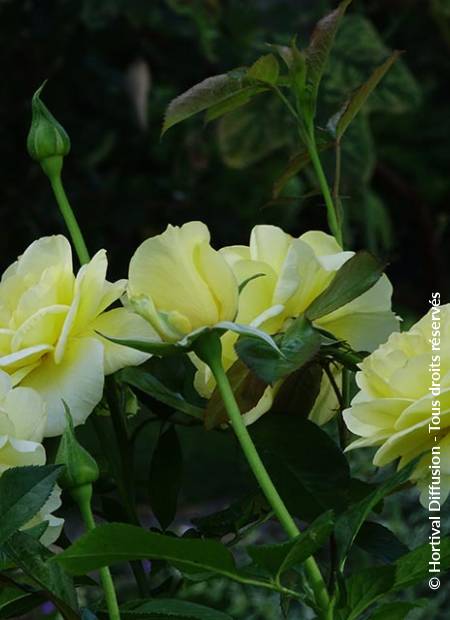 © Hortival Diffusion - Tous droits réservés