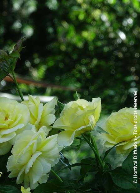 © Hortival Diffusion - Tous droits réservés