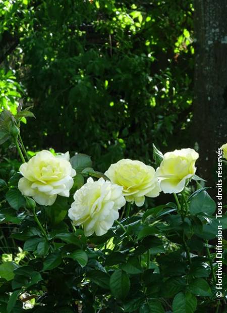 © Hortival Diffusion - Tous droits réservés