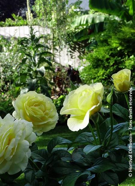 © Hortival Diffusion - Tous droits réservés