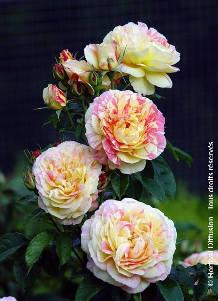 © Hortival Diffusion - Tous droits réservés
