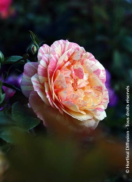 © Hortival Diffusion - Tous droits réservés