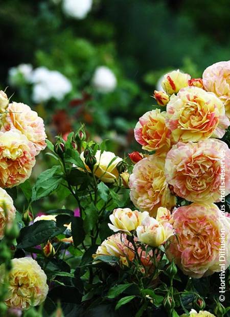 © Hortival Diffusion - Tous droits réservés