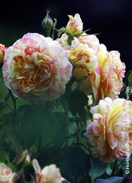 © Hortival Diffusion - Tous droits réservés