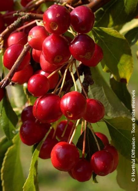 © Hortival Diffusion - Tous droits réservés