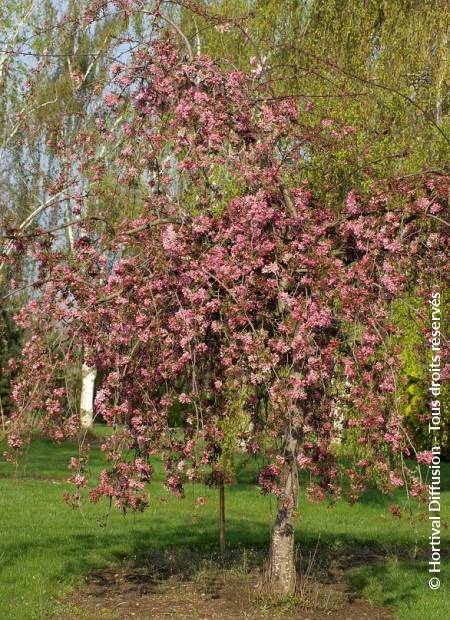 © Hortival Diffusion - Tous droits réservés